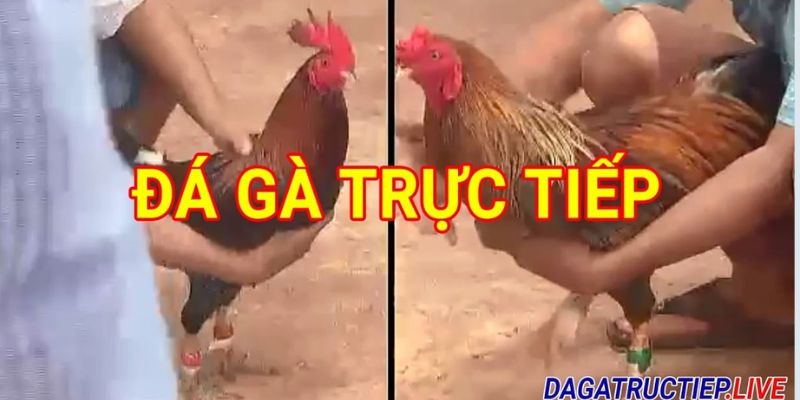 Da ga Khmer truc tiep thu hut dong dao nguoi