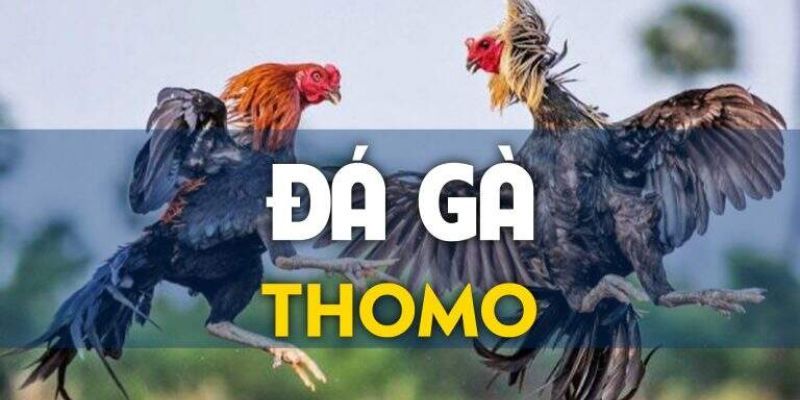 Da ga Thomo 67 luon hap dan nguoi xem voi nhung tran chien ac liet